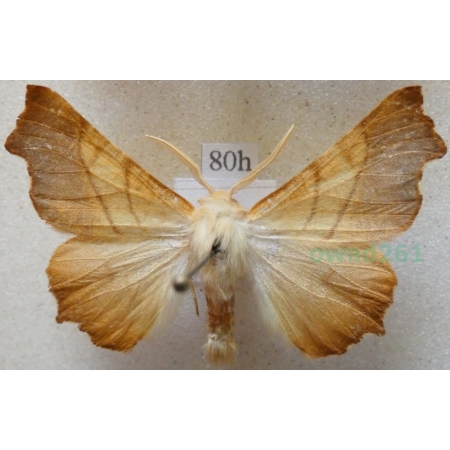 Ennomos fuscantaria (Haworth, 1809) male  Latalec najesioniak Poland80h
